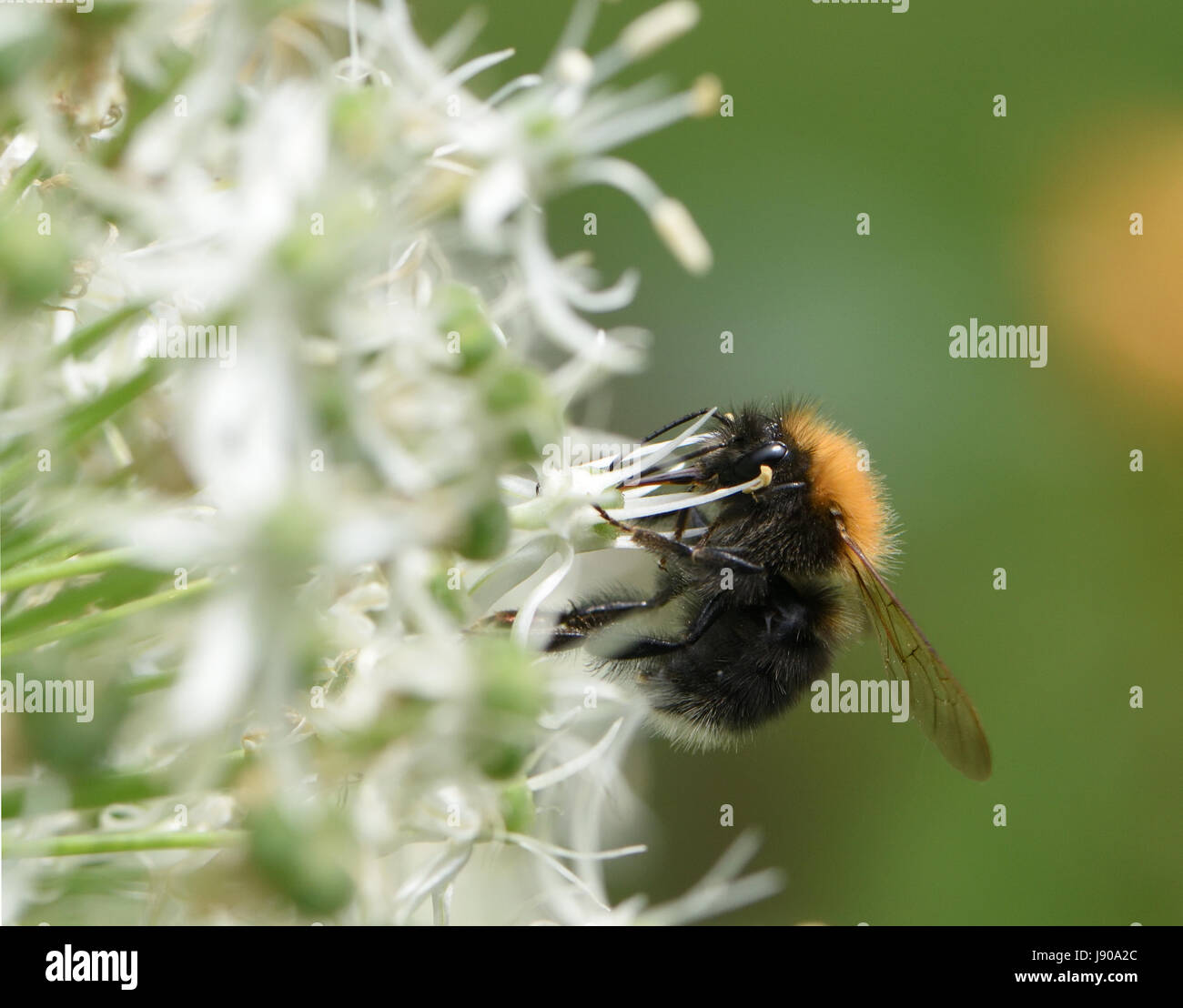 Un albero bumblebee (Bombus hypnorum) raccoglie il nettare da un fiore di allium. Goudhurst, Kent, Regno Unito. Foto Stock