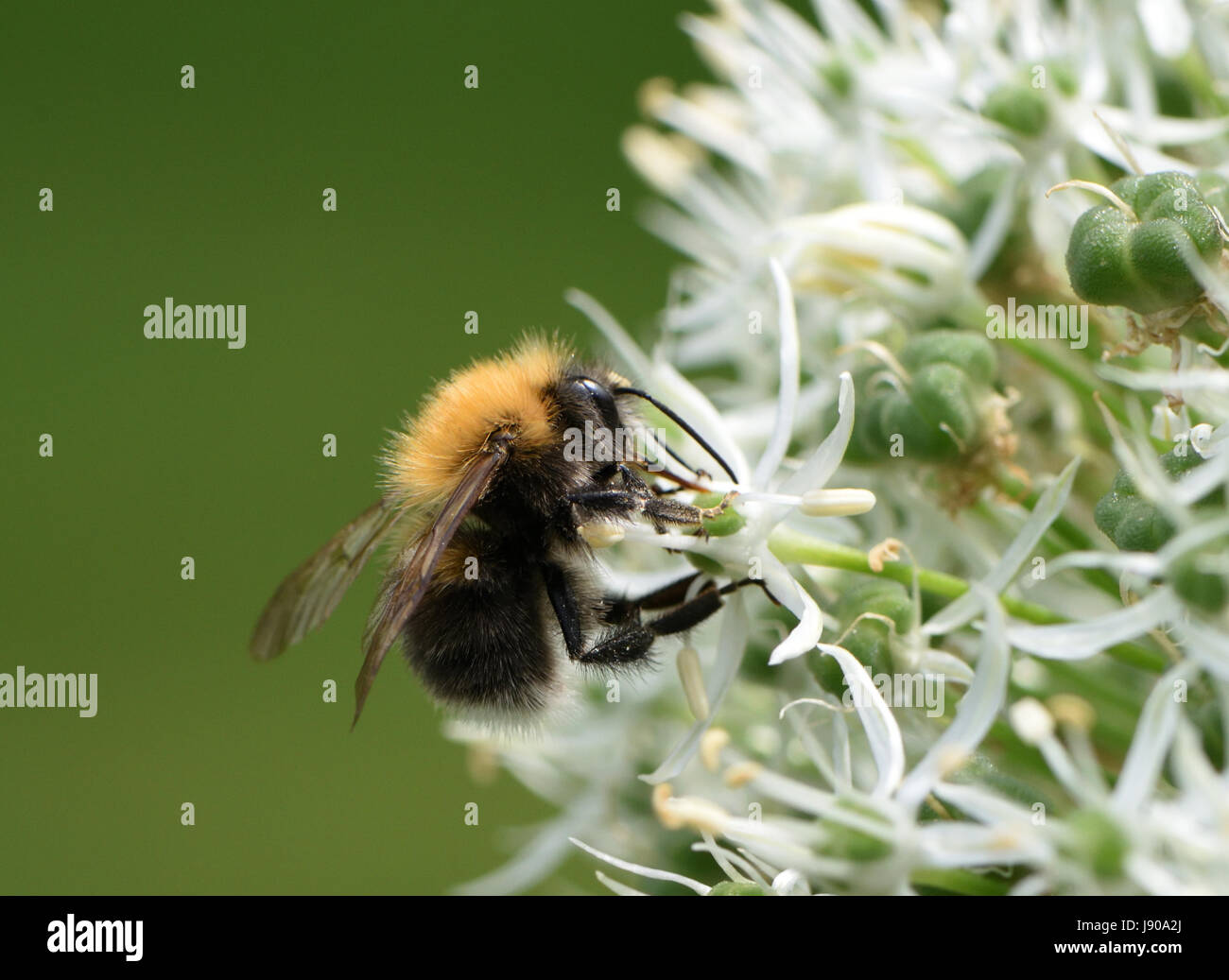 Un albero bumblebee (Bombus hypnorum) raccoglie il nettare da un fiore di allium. Goudhurst, Kent, Regno Unito. Foto Stock