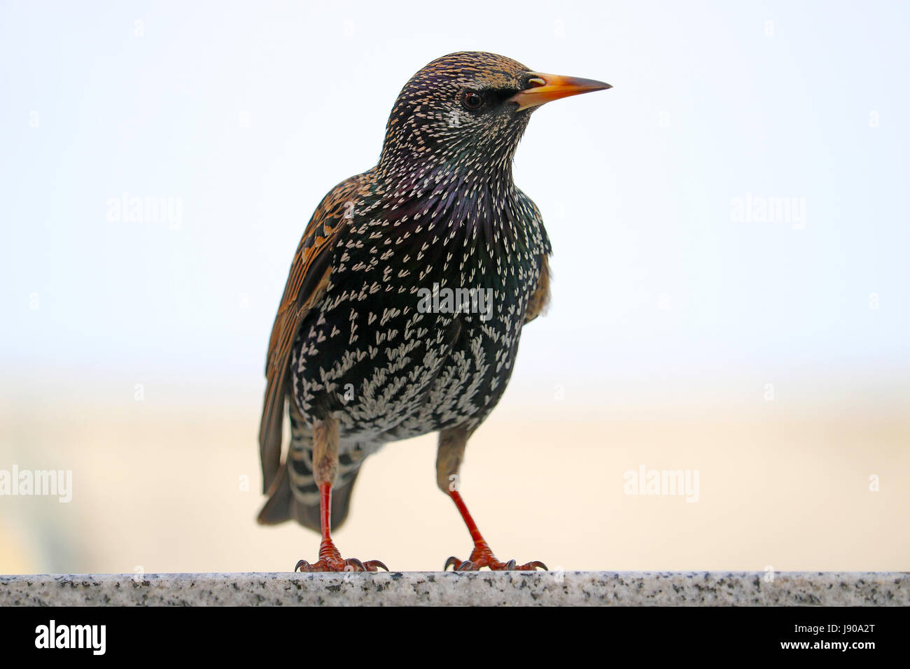 Starling seduto su un muro di Berlino Foto Stock
