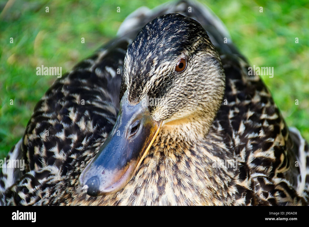 Duck close up ritratto . Foto Stock