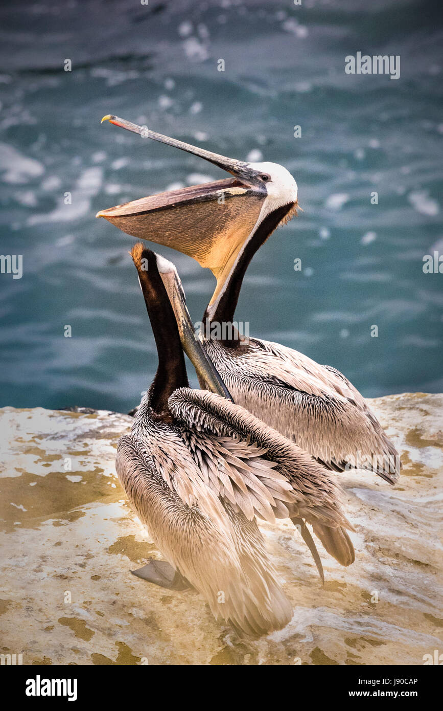 Due pellicani marroni che mostra la sua piastra di imboccatura sulla scogliera a La Jolla, California, Stati Uniti d'America Foto Stock