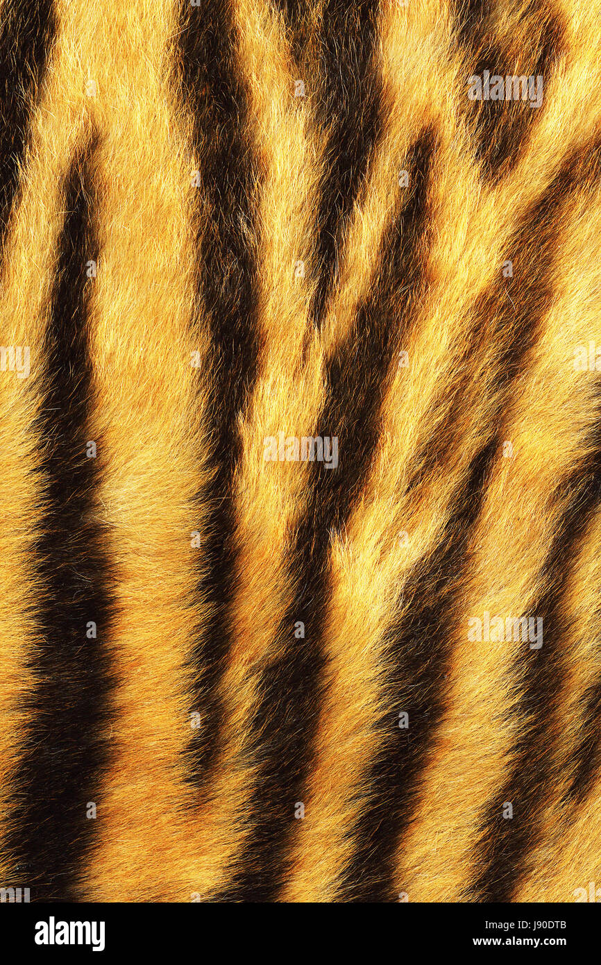 Dettagliata strisce tiger pelliccia, animale vero pelt Foto Stock
