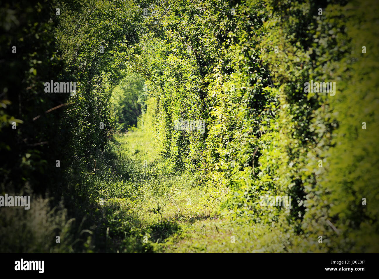 Tunnel di amore nei pressi di caransebes, un luogo dove la ferrovia entra in una foresta Foto Stock