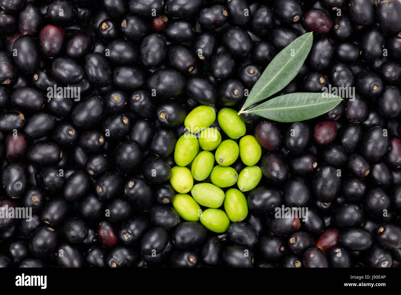 Verde a forma di oliva su Nero oliva sfondo con due foglie. Fresco Di Olive raccolte per la produzione di petrolio pattern texture. Materie prime per l'olio d'oliva. Tuscan Foto Stock