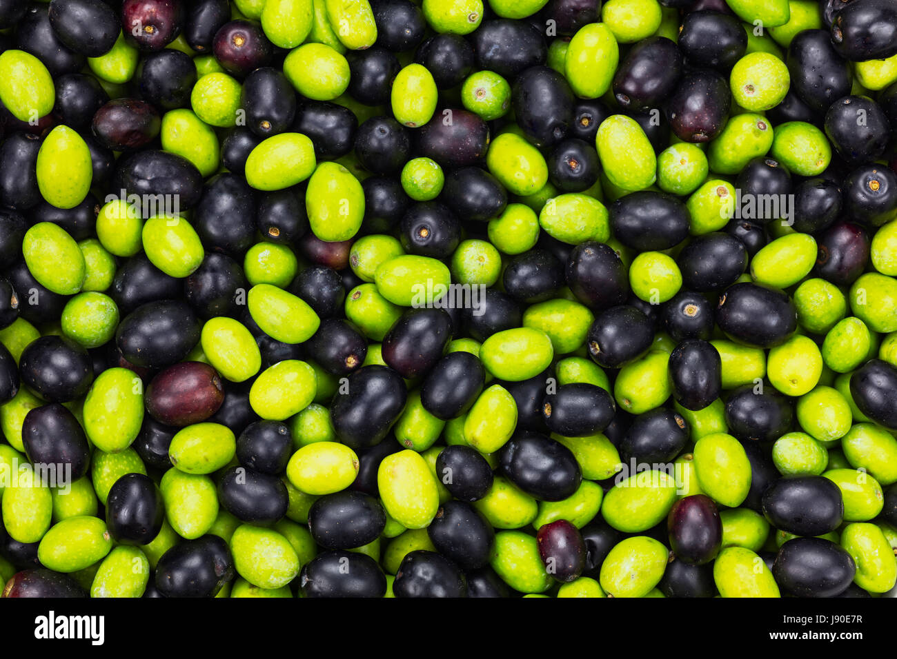 Fresche raccolte nero e verde oliva per la produzione di olio d'oliva texture pattern. Materie prime per l'olio d'oliva. Toscana, Italia. Foto Stock