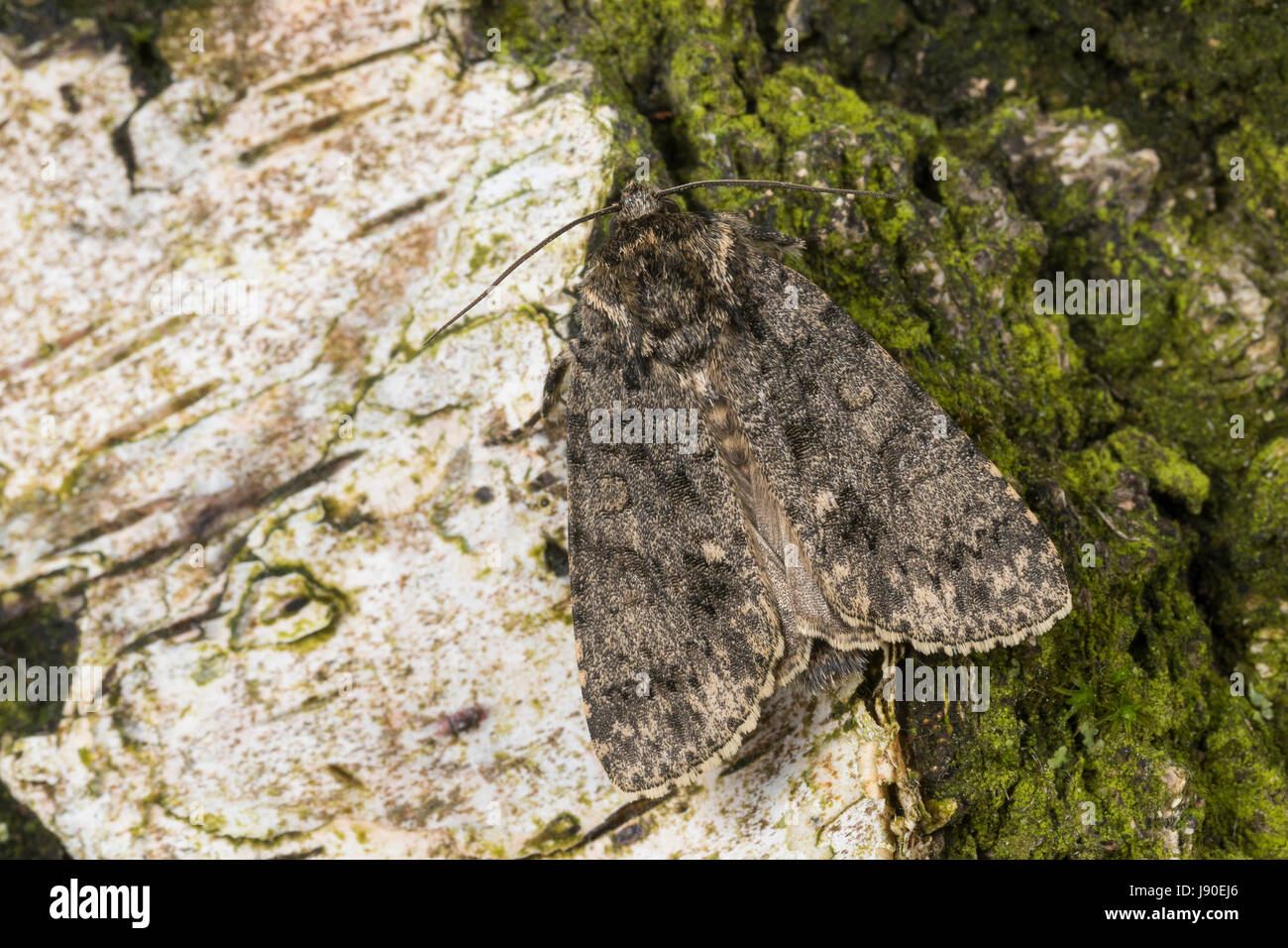 Ampfer-Rindeneule, Ampferrindeneule, Ampfereule, Acronicta rumicis, Viminia rumicis, Acronycta salicis, nodo erba, erba nodo moth, La Noctuelle de Foto Stock