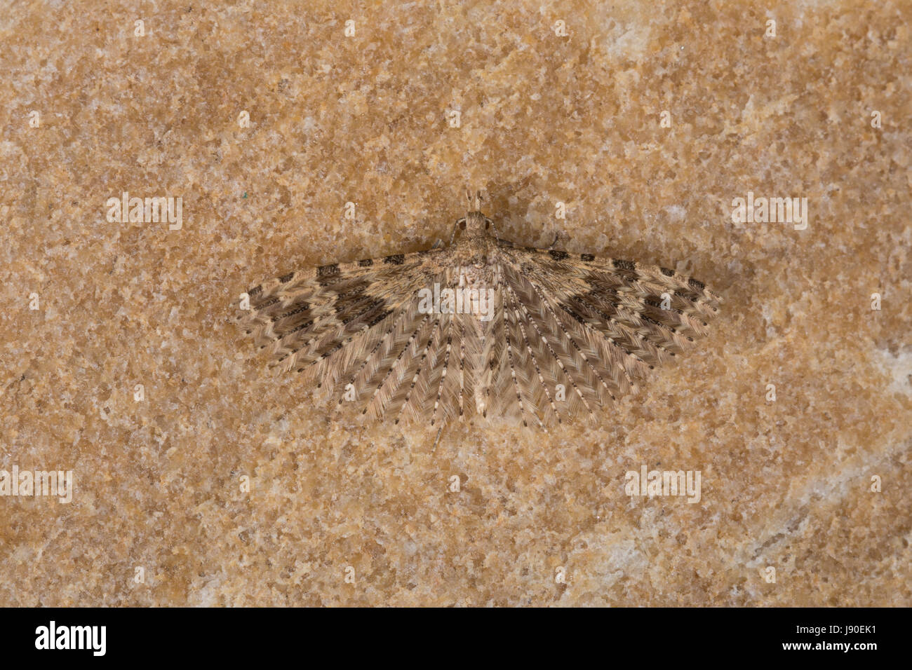 Geißblattgeistchen, Überwinterung im Haus, Geißblatt-Geistchen, Geissblattgeistchen, Geissblatt-Geistchen, Alucita hexadactyla, Alucita polydactyla, P Foto Stock