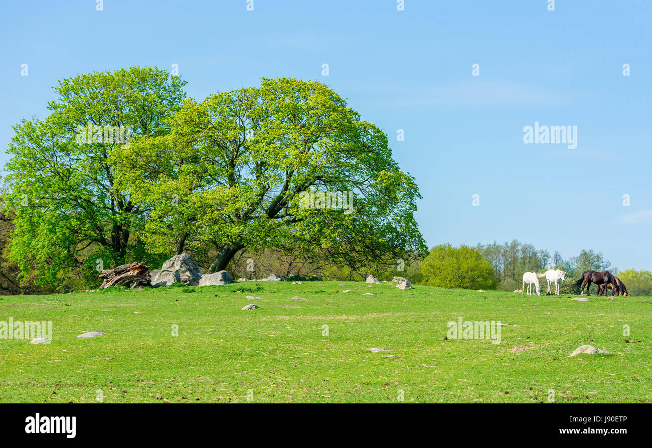 Cinque cavalli incantevole, due bianchi e tre brown, pascolo su pascolo verde in una giornata di sole. Due imponenti querce dominano su di un lato e i cavalli di un Foto Stock