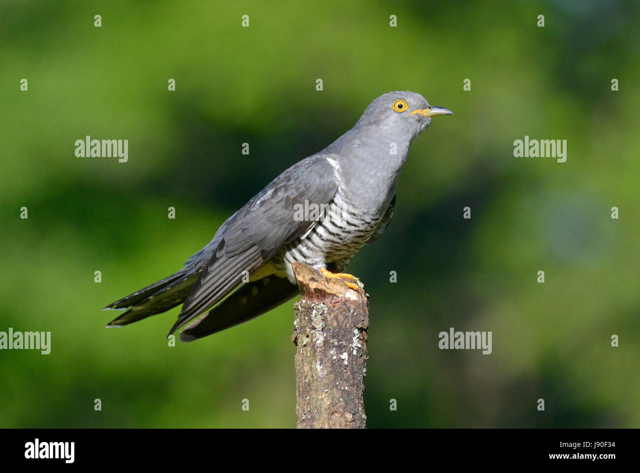 La canzone del cuculo immagini e fotografie stock ad alta risoluzione