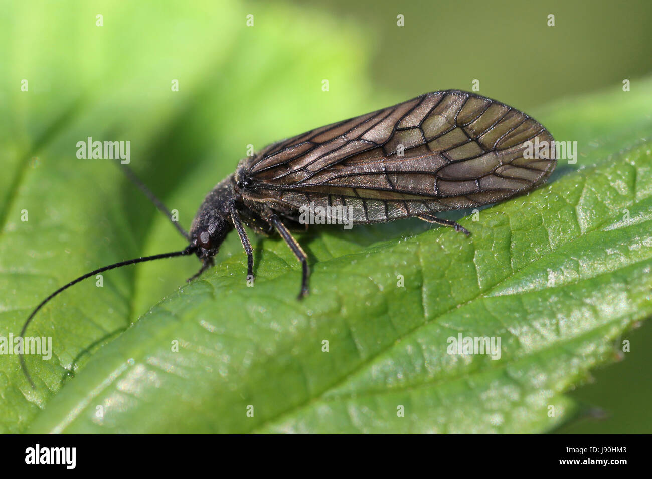 Alderfly Sialis lutaria Foto Stock