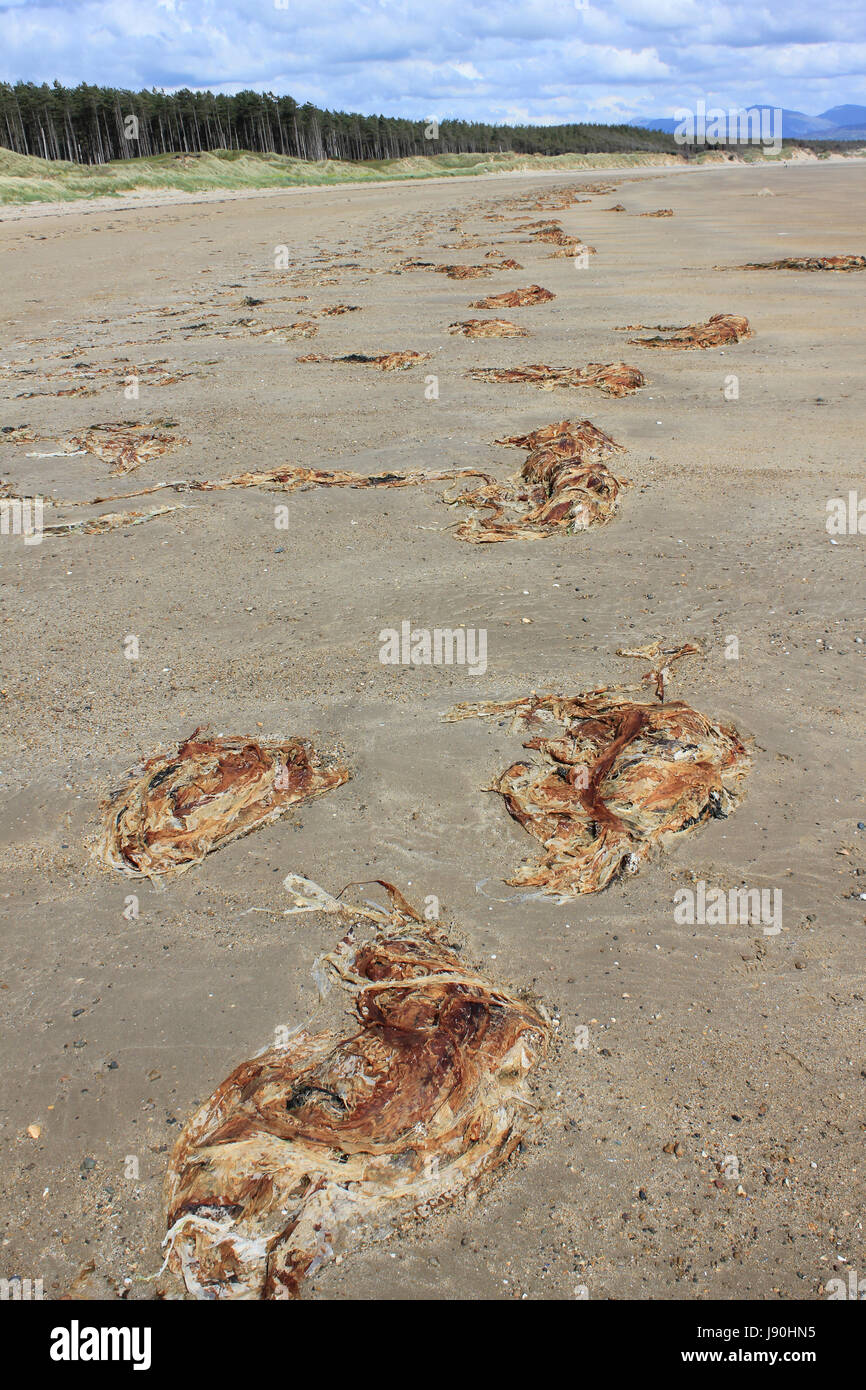 Kelp lavato fino sulla spiaggia di Newborough, Anglesey Foto Stock