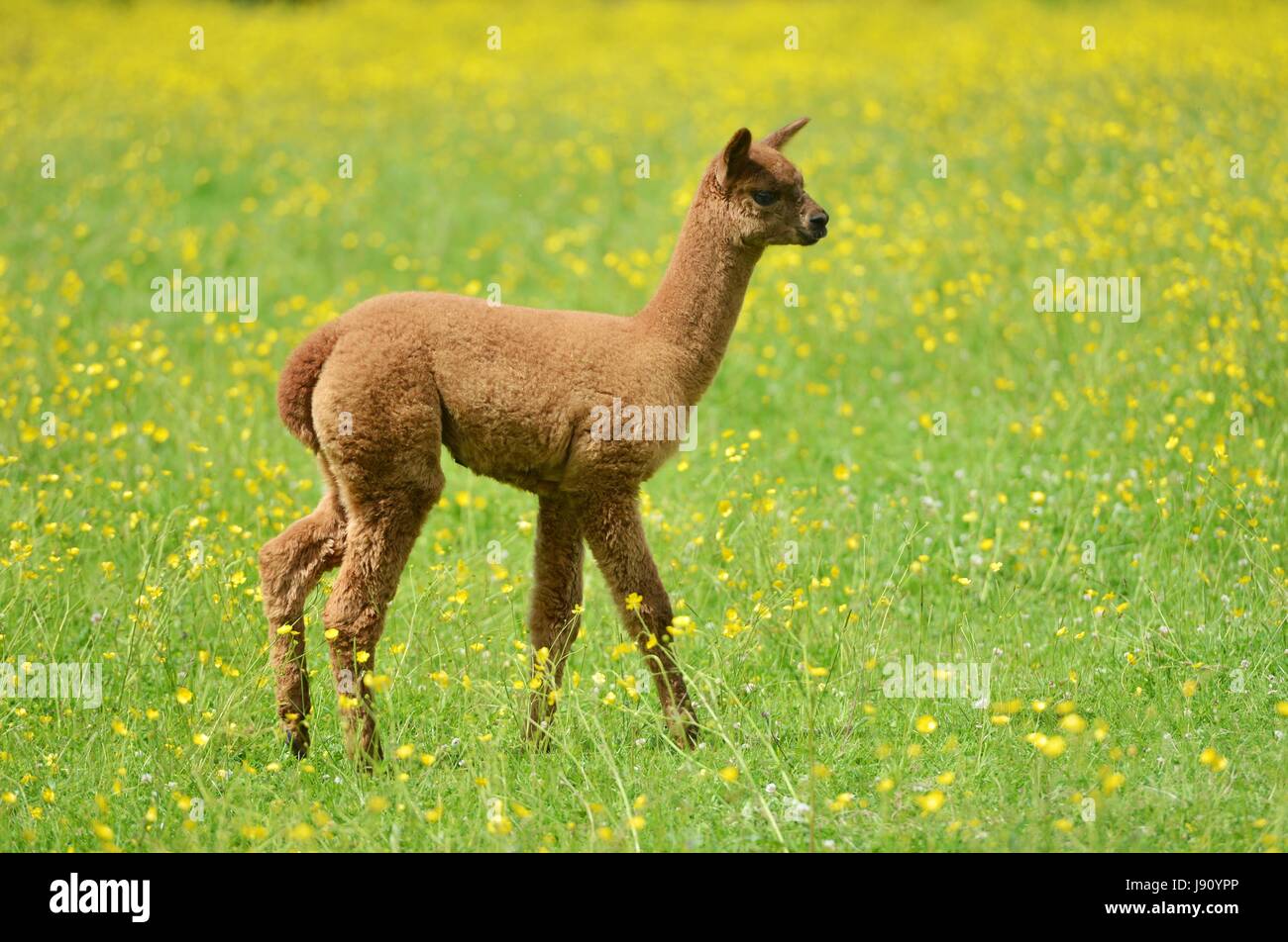 Fletching, East Sussex. Il 31 maggio 2017. Nuovo nato alpaca godendo il sole in un campo di renoncules a Spring Farm alpaca, Fletching, East Sussex. Credito: Peter Cripps/Alamy Live News Foto Stock