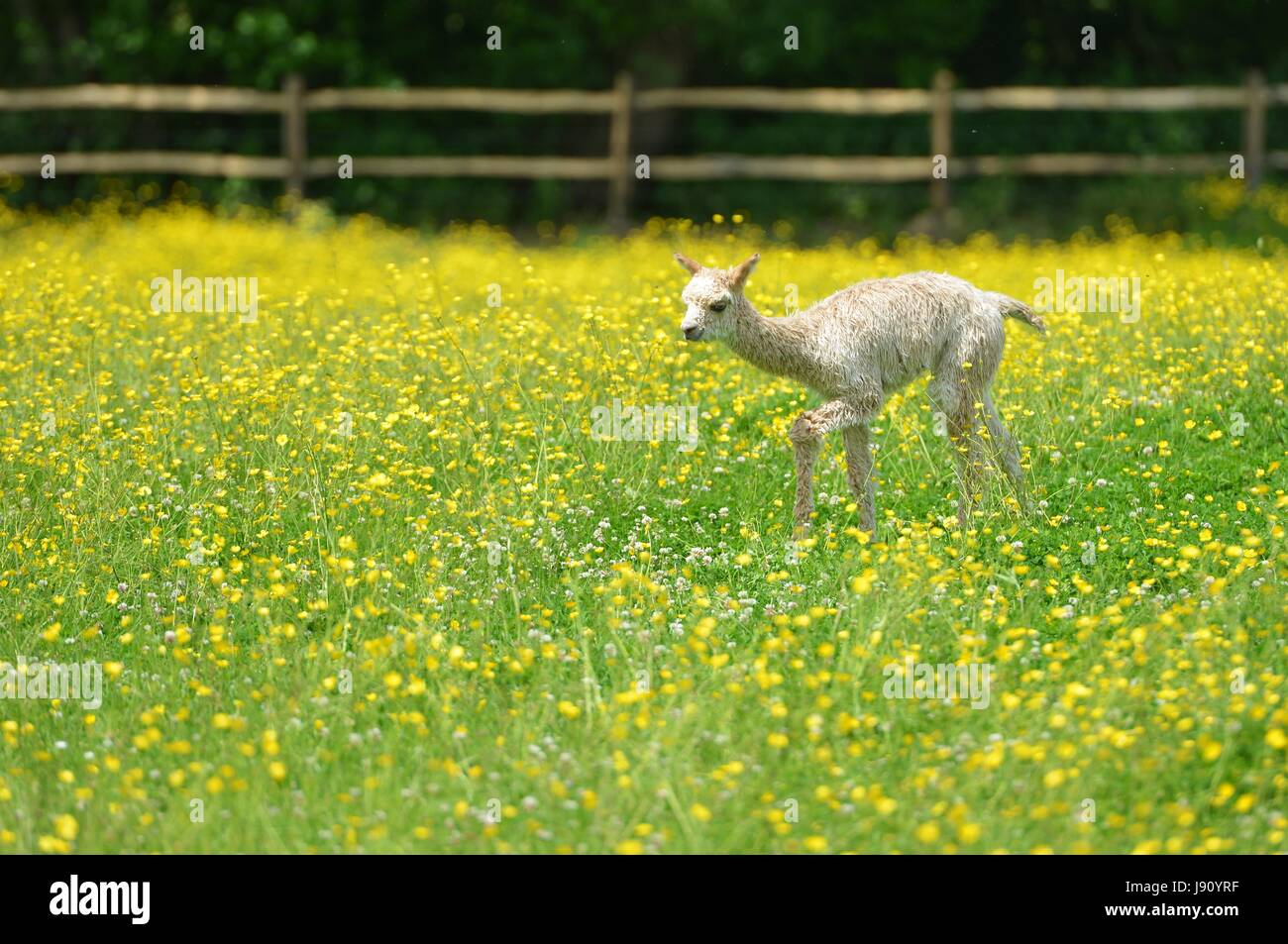 Fletching, East Sussex. Il 31 maggio 2017. Nuovo nato alpaca godendo il sole in un campo di renoncules a Spring Farm alpaca, Fletching, East Sussex. Credito: Peter Cripps/Alamy Live News Foto Stock