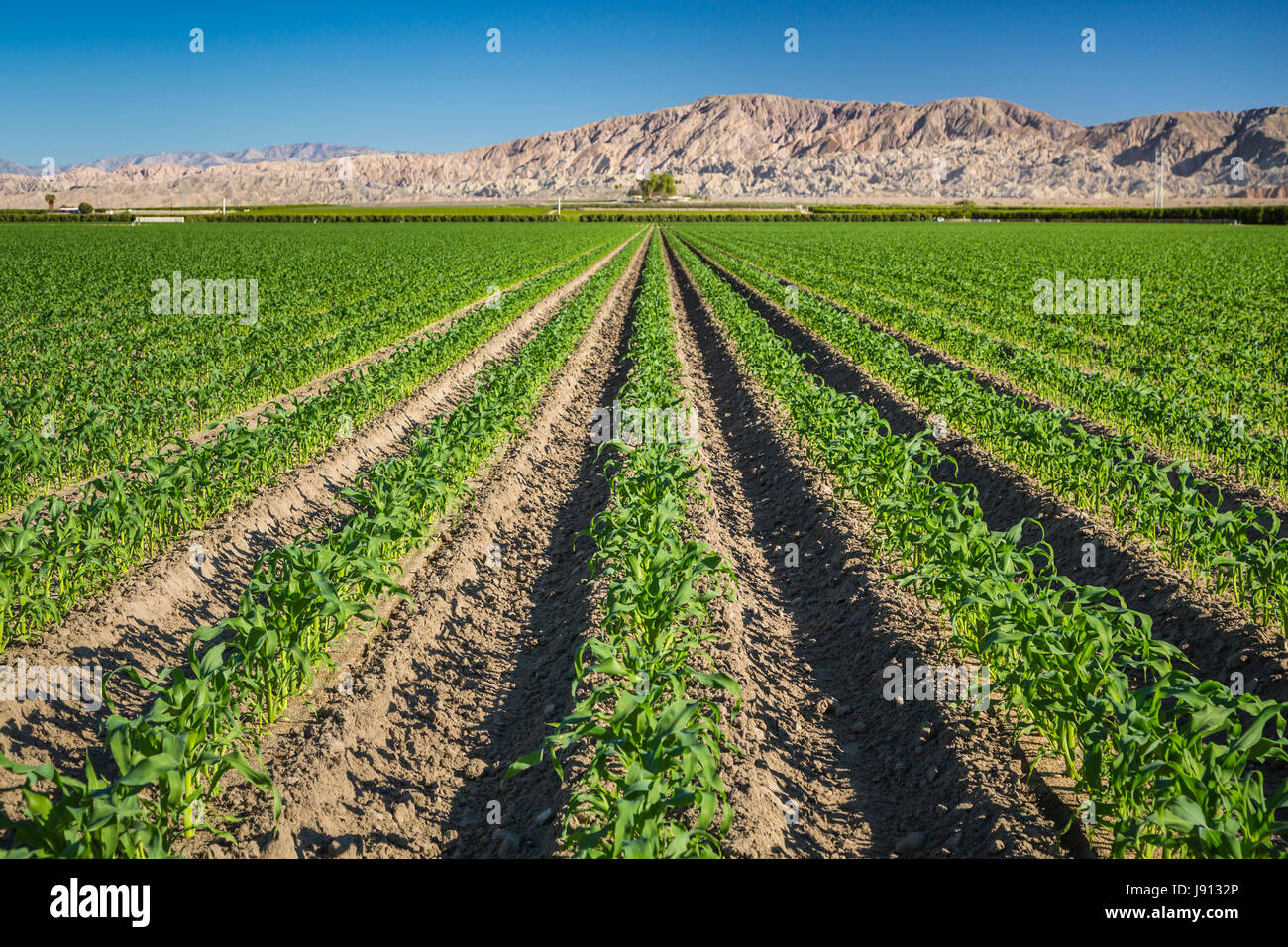 Un raccolto di fila di giovani mais in un campo della Imperial Valley della California, Stati Uniti d'America. Foto Stock