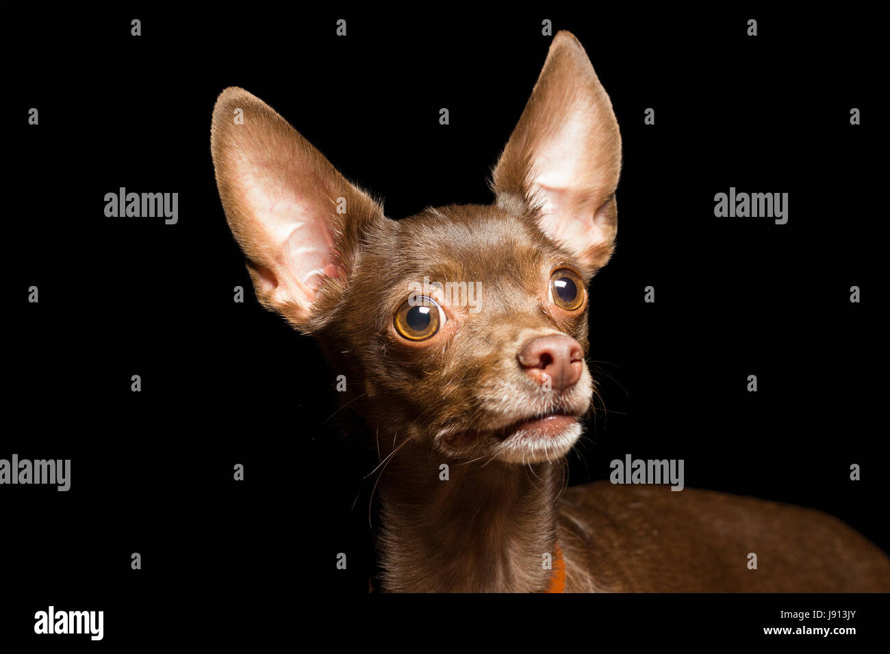 Cane di razza che marrone marrone terrier guarda in alto, un close-up verticale, isolato su nero Foto Stock