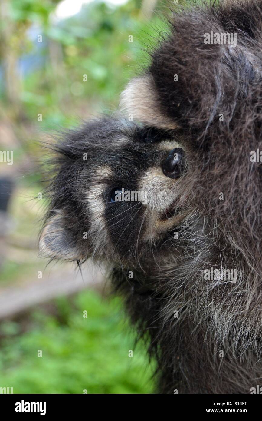 Un racoon - baby coccole con la madre Foto Stock