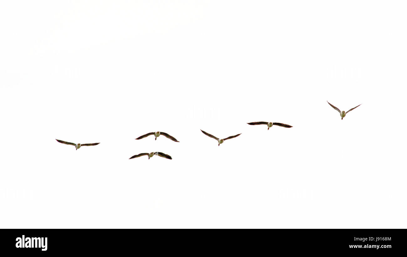Anatre selvatiche in formazione di volo, isolato su bianco - Anas platyrhynchos. Foto Stock