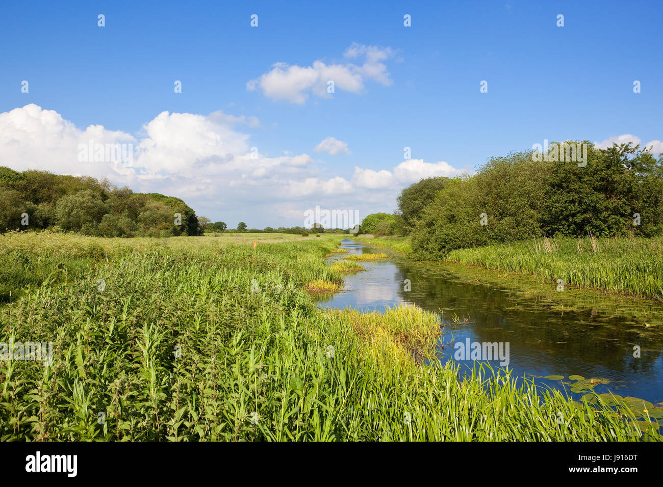 Un canale dello Yorkshire e alzaia con boschi e canneti a una impostazione agricola sotto un azzurro cielo molto nuvoloso in estate Foto Stock