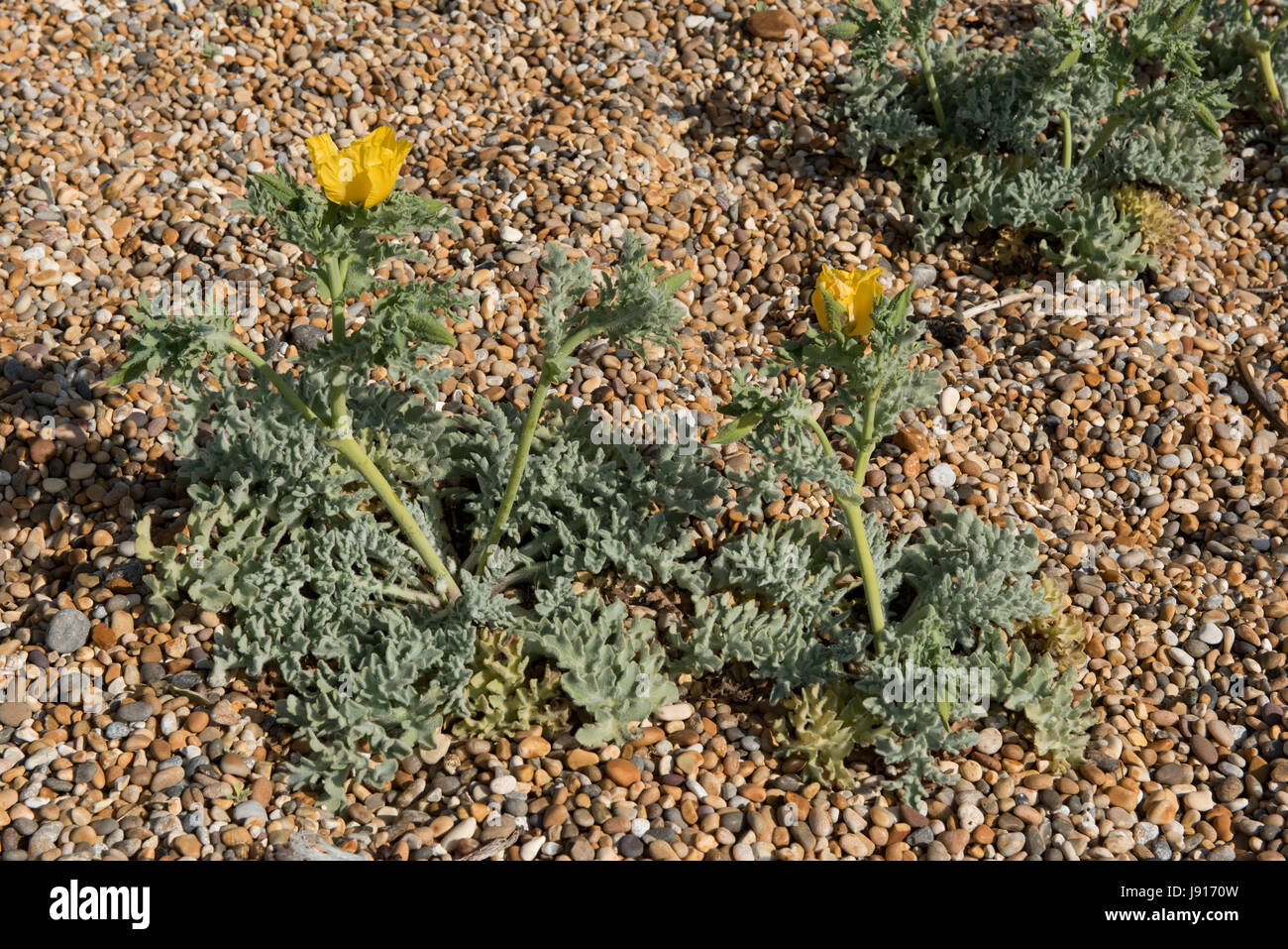 Il giallo papavero cornuto o giallo hornpoppy, Glaucium flaviium, fioritura di piante che crescono su ghiaia su Chesil Beach in Dorset, può Foto Stock