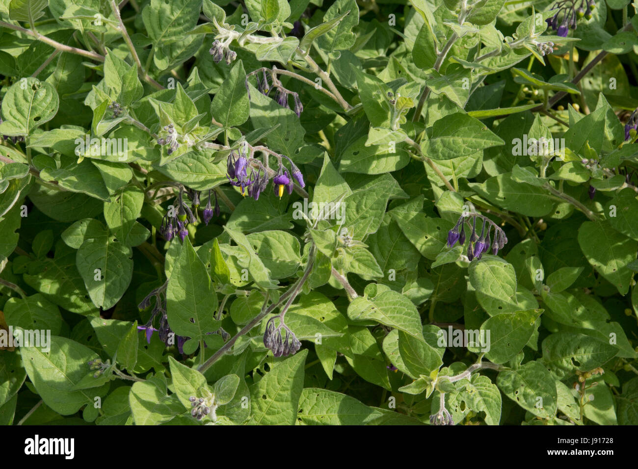 Woody nightshade o agrodolce, Solanum dulcamara, fioritura delle piante che crescono in di ciottoli di Chesil Beach, Dorset, può Foto Stock