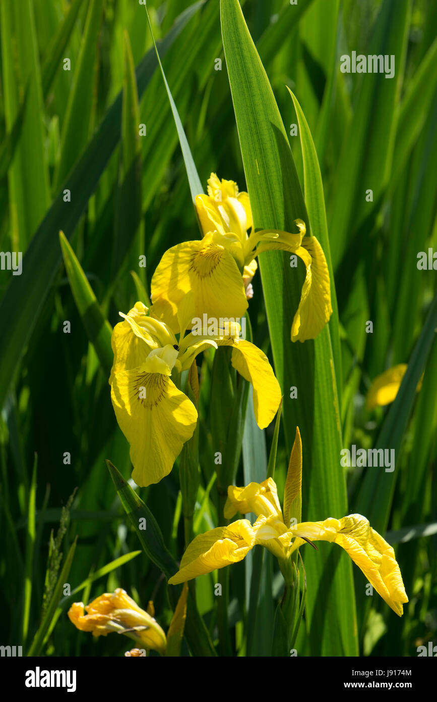 Bandiera gialla o di bandiera, iris Iris pseudocorus, in fiore in paludi umide dietro Chesil Beach in Dorset, può Foto Stock