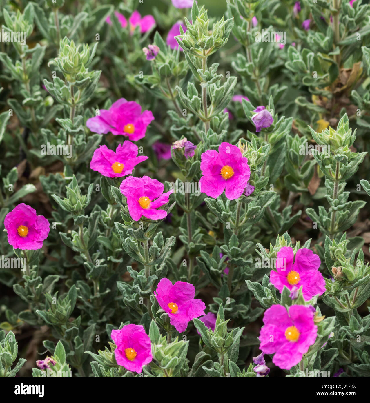 Wallflowers Foto Stock