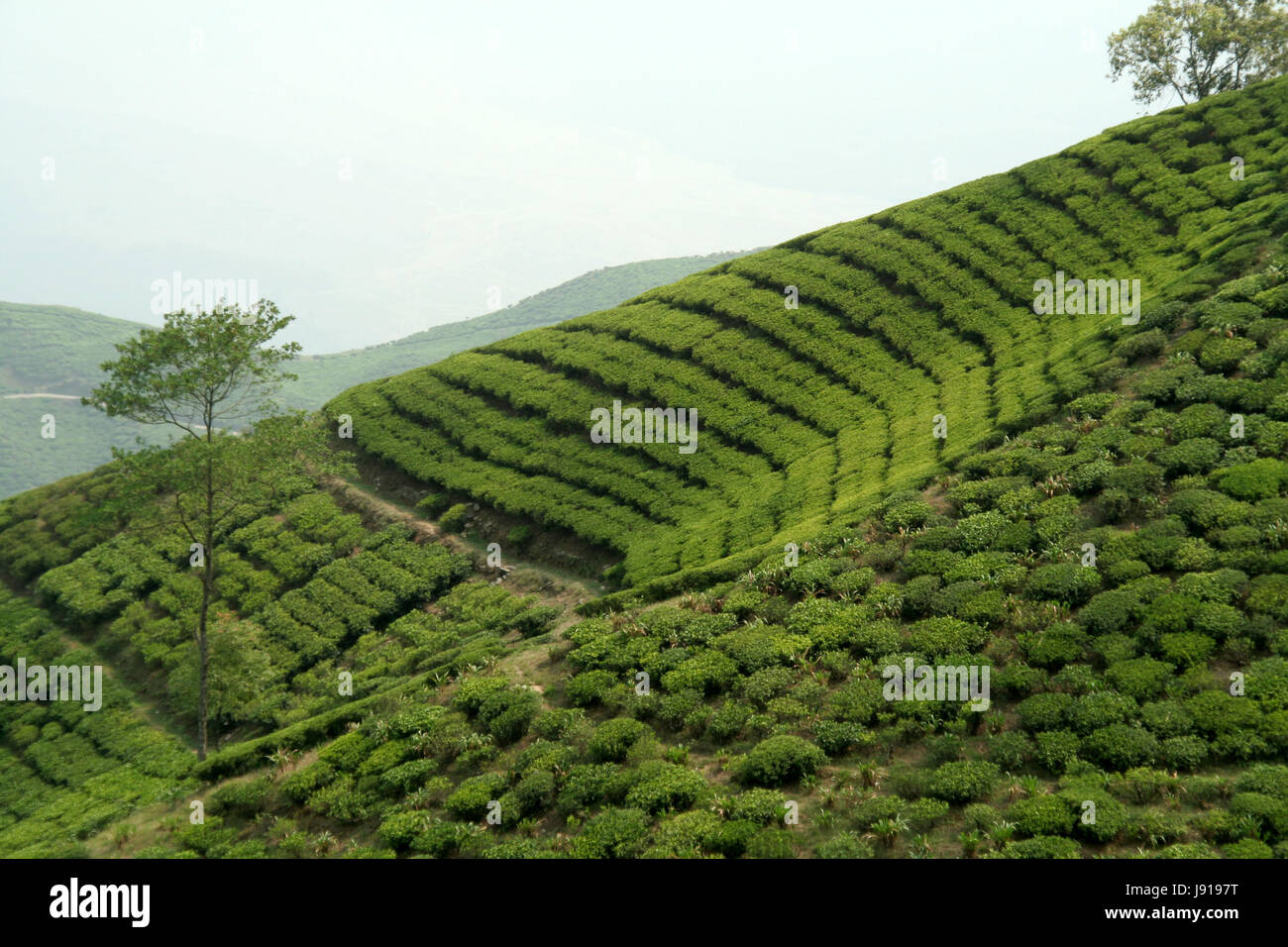 Il tè, bere acqua potabile, bavaglini, modello, design, progetto concetto, pianificazione progetto, collina, Foto Stock