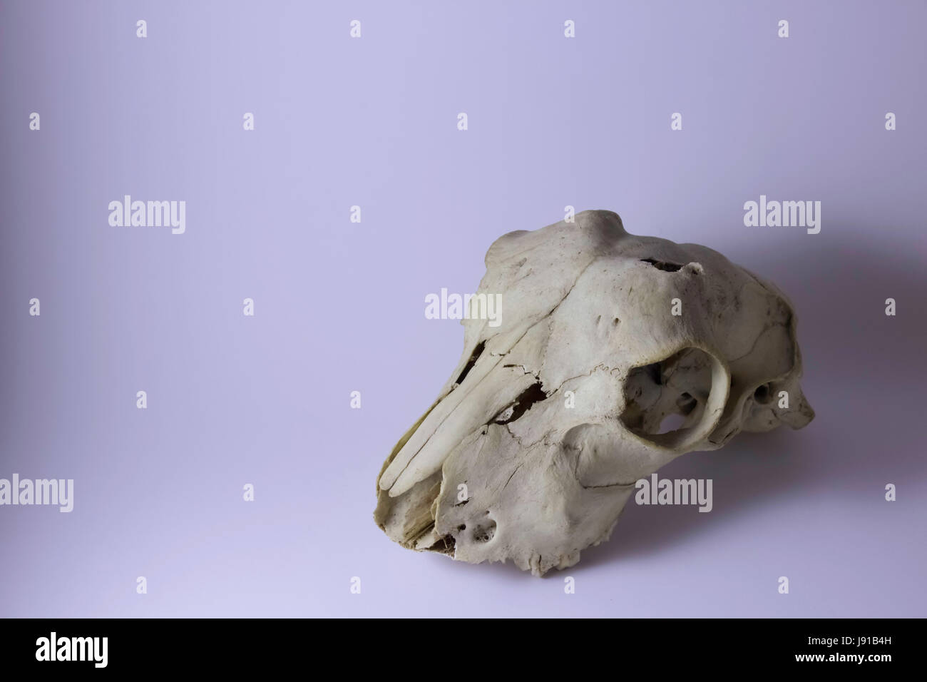 Testa del cranio di un morto ovini caprini Foto Stock