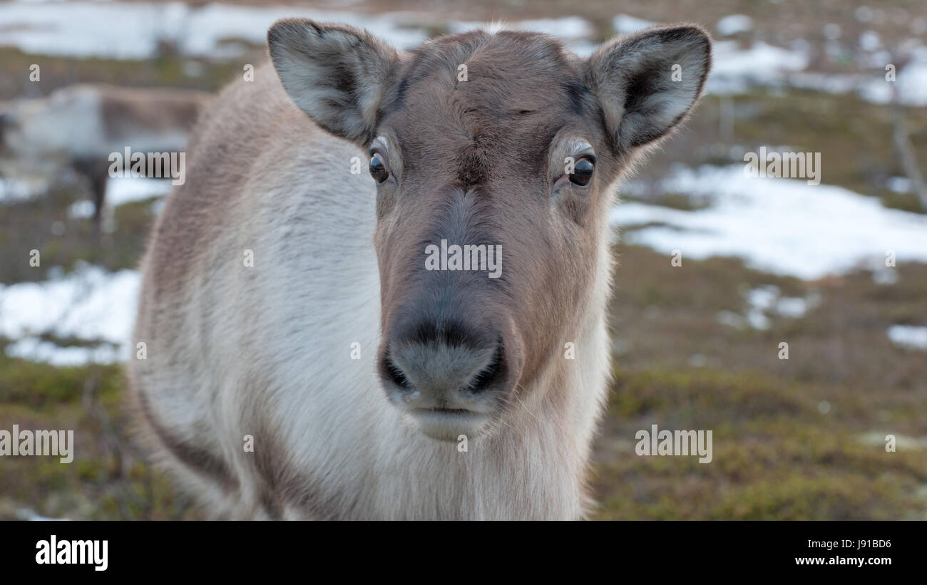 Inverno, mammifero, ritratto, Norvegia, Scandinavia, Nord, animali di fattoria, renne, Foto Stock