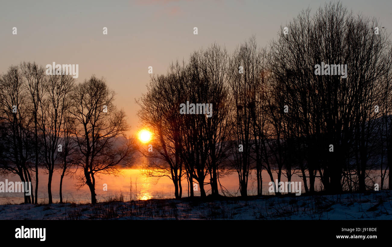 Albero, inverno, tramonto, Fjord, silhouette, acqua salata, mare oceano, dell'acqua, albero, Foto Stock