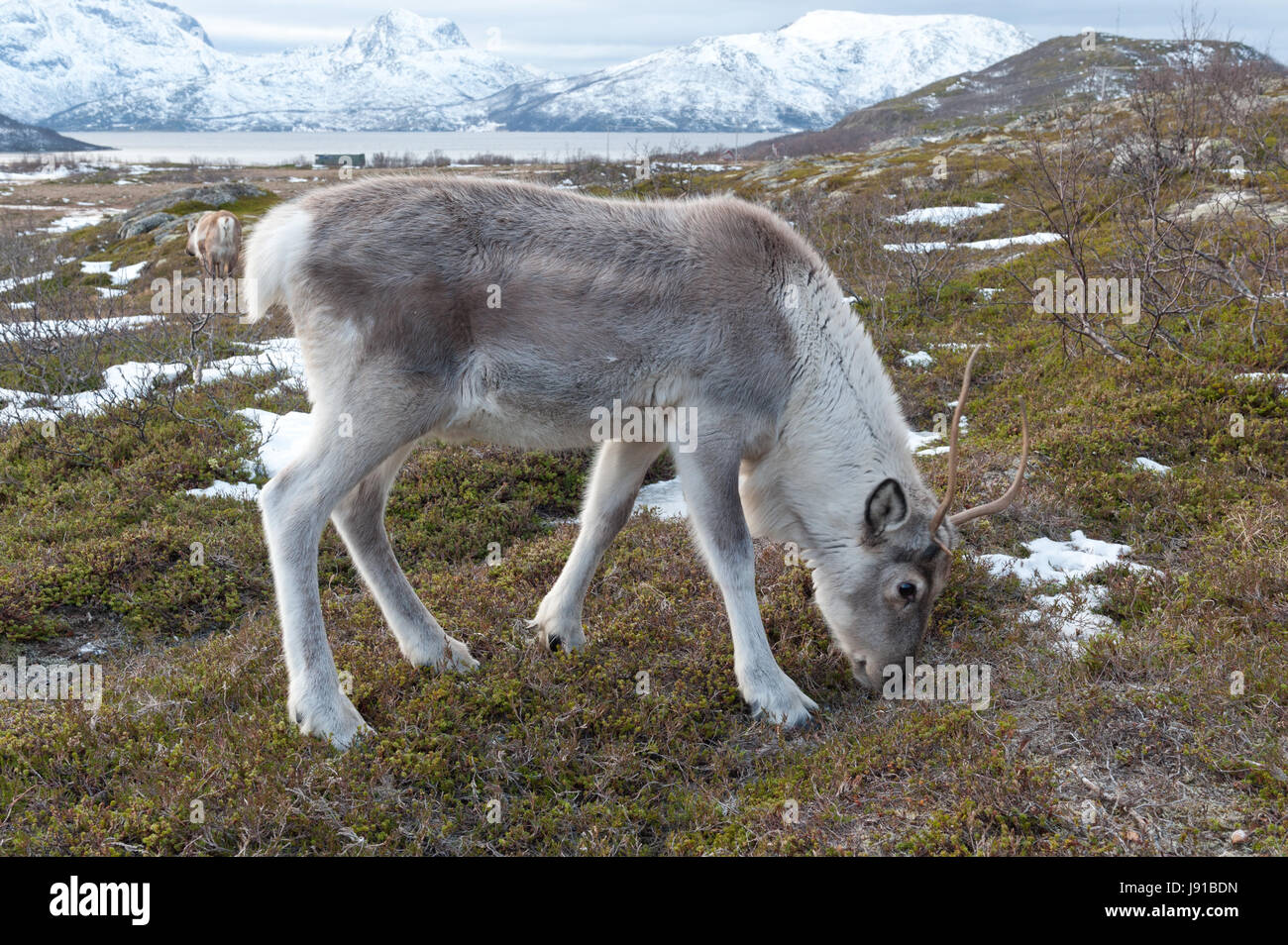 Mammifero, Norvegia, Scandinavia, Nord, animali di fattoria, renne, inverno, mammifero, Foto Stock