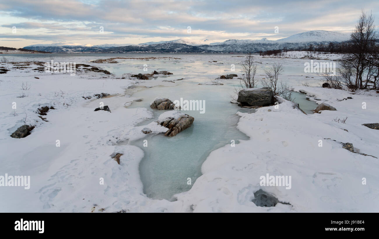 Albero, inverno, Norvegia, ghiaccio, Fjord, neve, il paesaggio, la campagna, la natura, l'acqua, Foto Stock