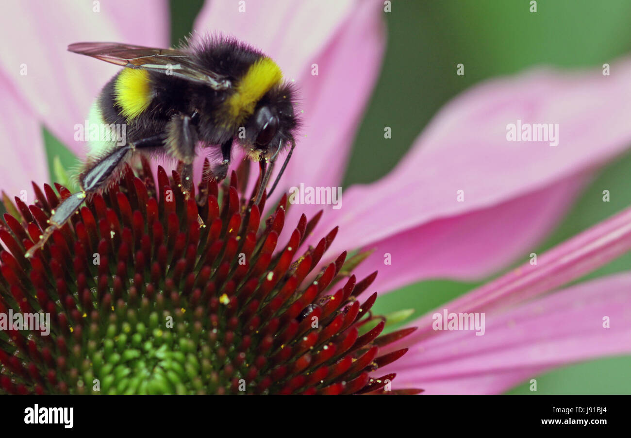 Bumblebee, parasole, delle piante medicinali, cibo, aliment, macro close-up, macro Foto Stock