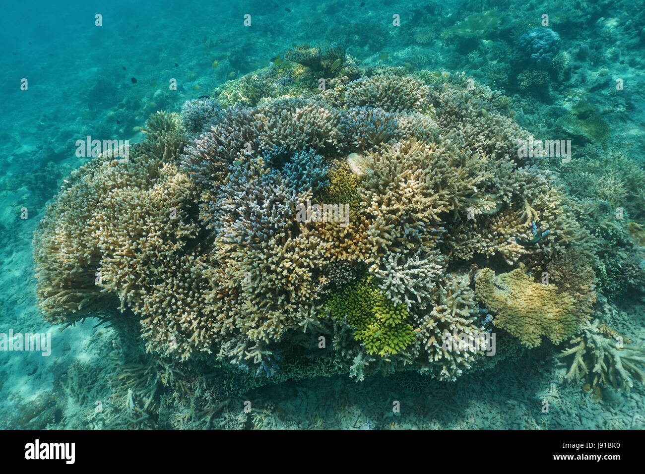 Coralli sani sott'acqua nella laguna di Grand Terre isola, oceano pacifico del sud, Nuova Caledonia Foto Stock