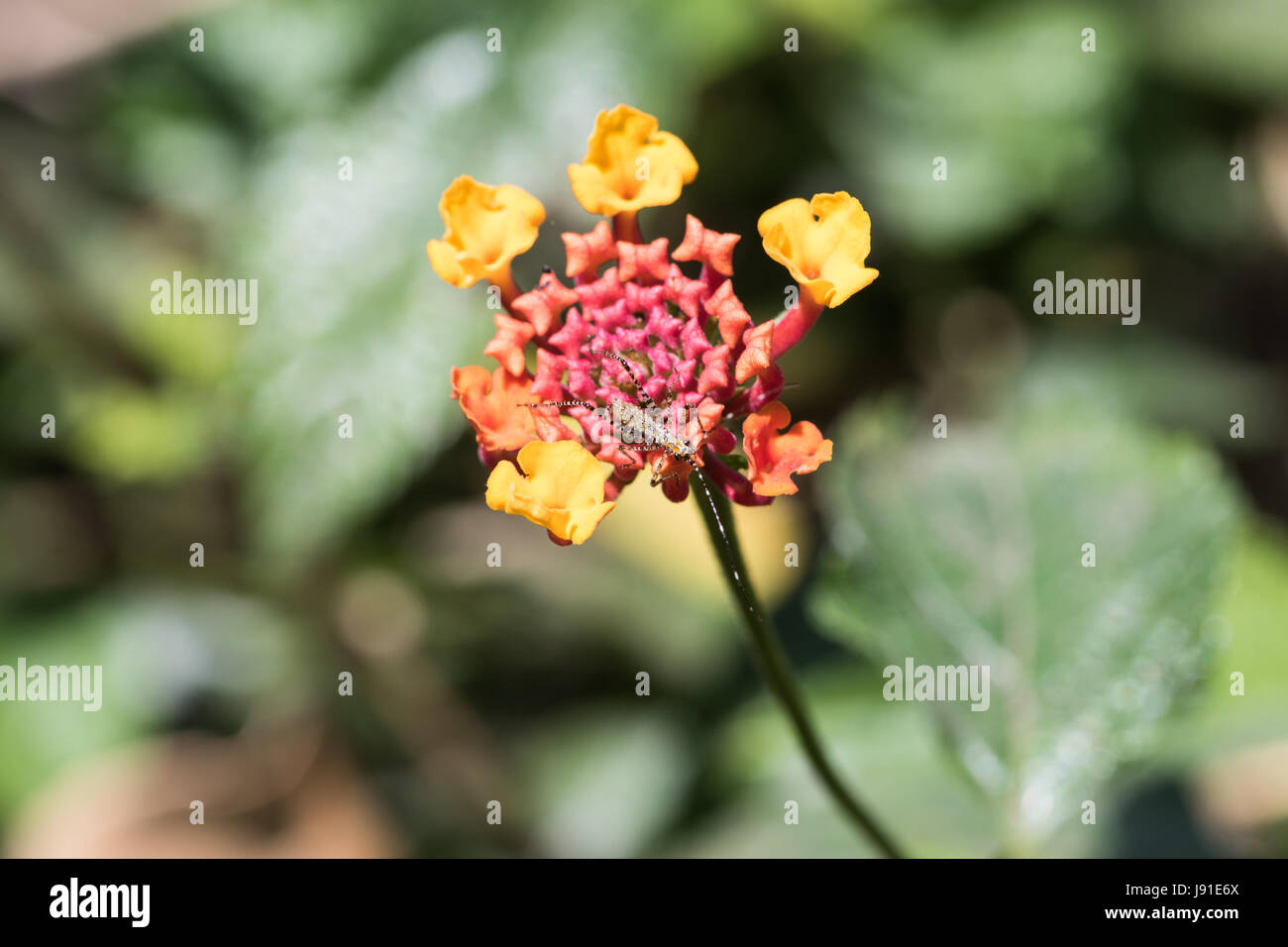 Primo piano di un bug in un fiore Lantana Foto Stock