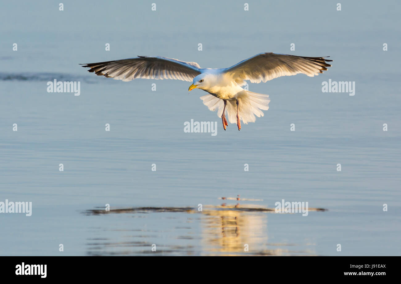 Seagull volando a bassa quota sopra il mare che mostra il suo riflesso nell'acqua, nella tarda sera di luce. Foto Stock