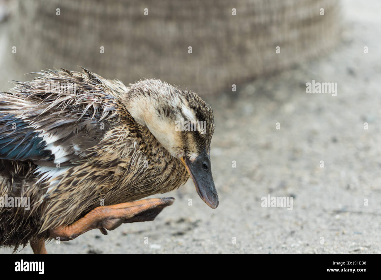 Anatra marrone Foto Stock