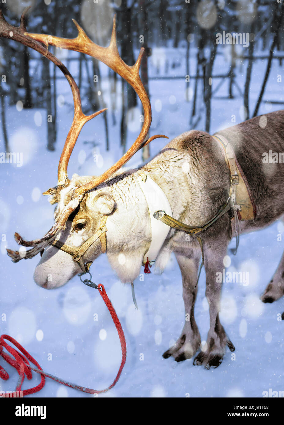 La renna presso la fattoria di inverno in Rovaniemi, Lapponia, Finlandia. A sera nevicata. Tonica Foto Stock