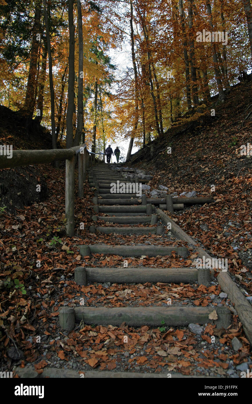 La strada attraverso la foresta di autunno Foto Stock