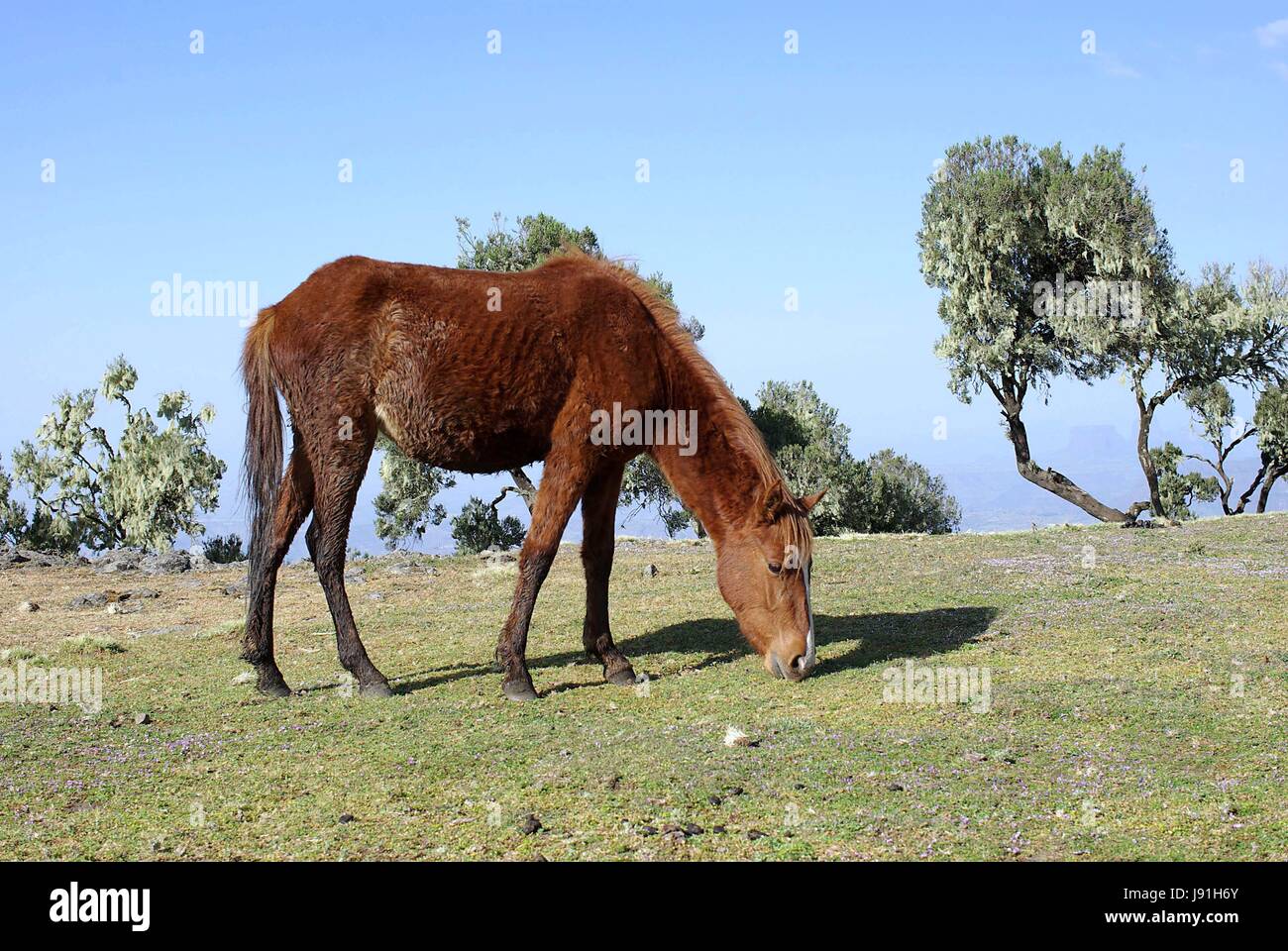 Cavallo, animale, africa, pascoli, cavallo, animale mammifero, fauna selvatica, Africa Foto Stock