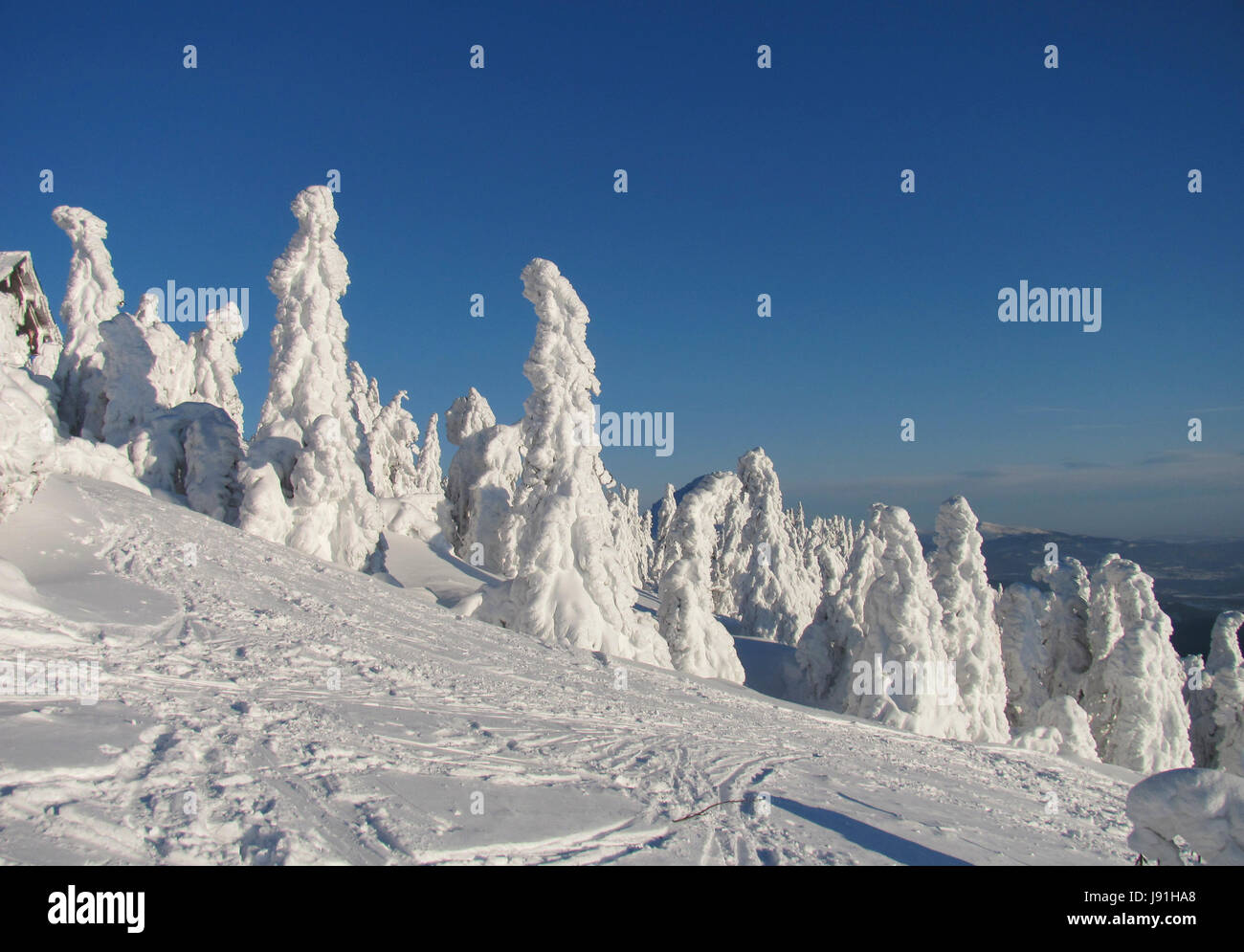 Inverno foresta sul grande arber Foto Stock