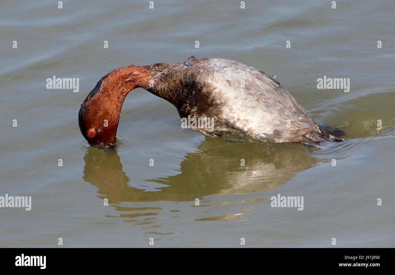 Alimentazione europeo maschio anatra (Aythya ferina) al momento esatto di immersioni subacquee. Foto Stock