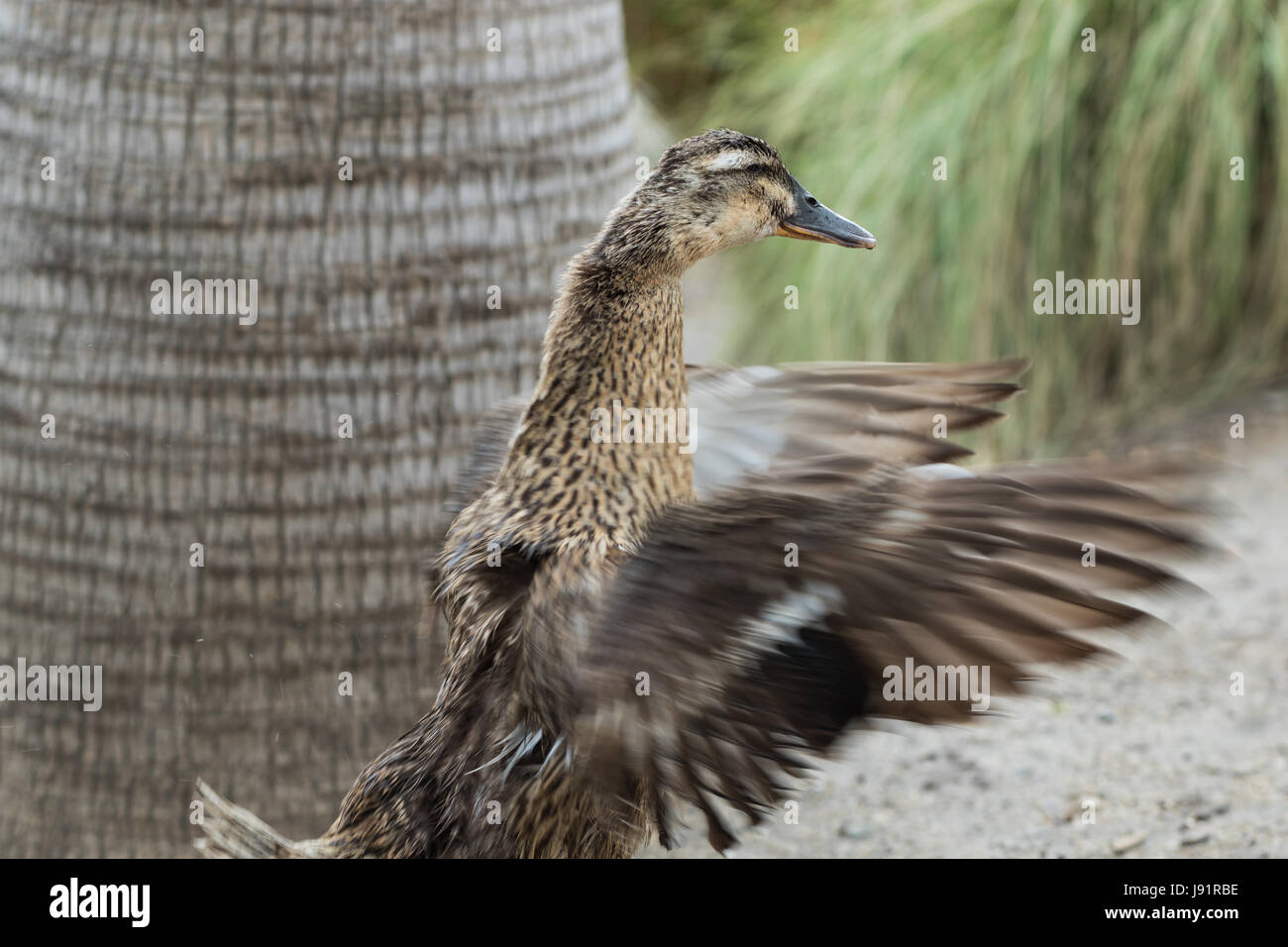 Anatra marrone Foto Stock