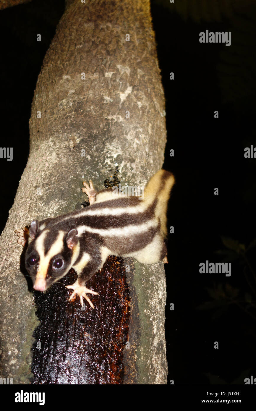 Striped possum (Dactylopsila trivirgata) sulla patch di miele di notte, Lago Eacham, Atherton altipiano, Queensland, Australia Foto Stock