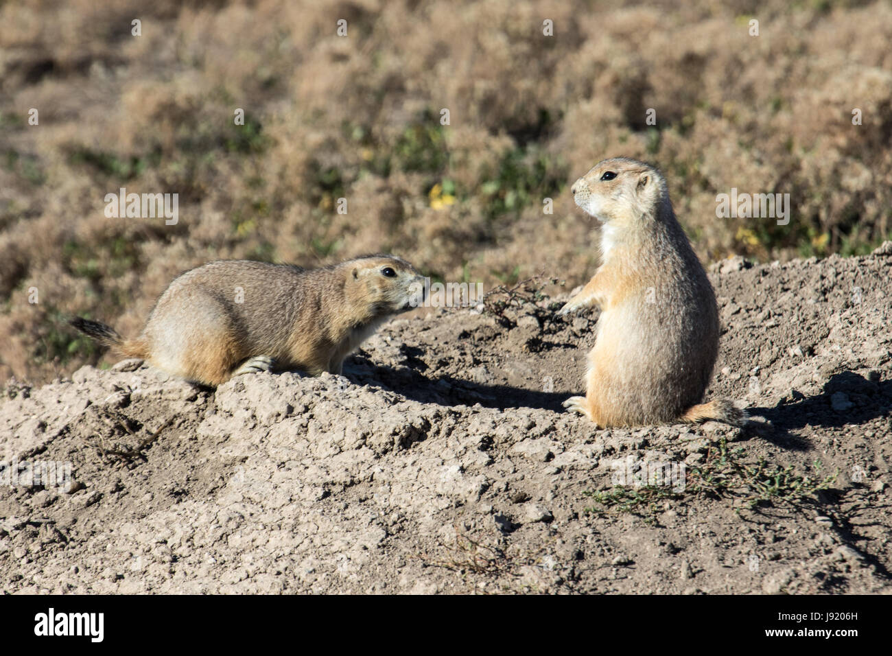 Prarie cani in Sud Dakota Foto Stock