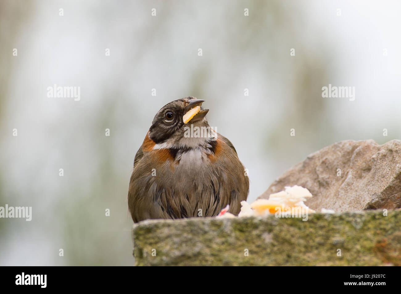 Bird mangiare sulle pietre Foto Stock