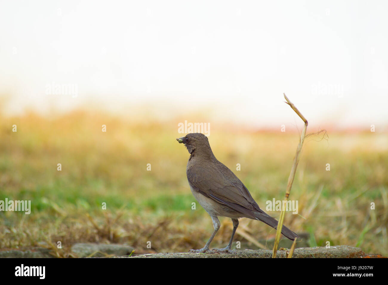 Uccello sull'erba al tramonto Foto Stock