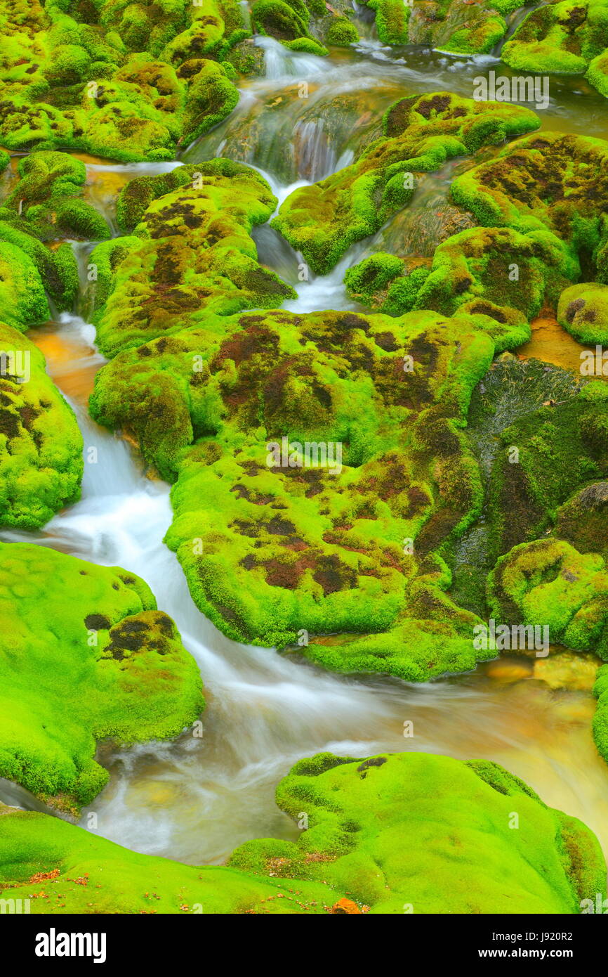 Ambiente, ambiente, stream, cascata, MOSS, ecologia, prato, verde acqua, Foto Stock