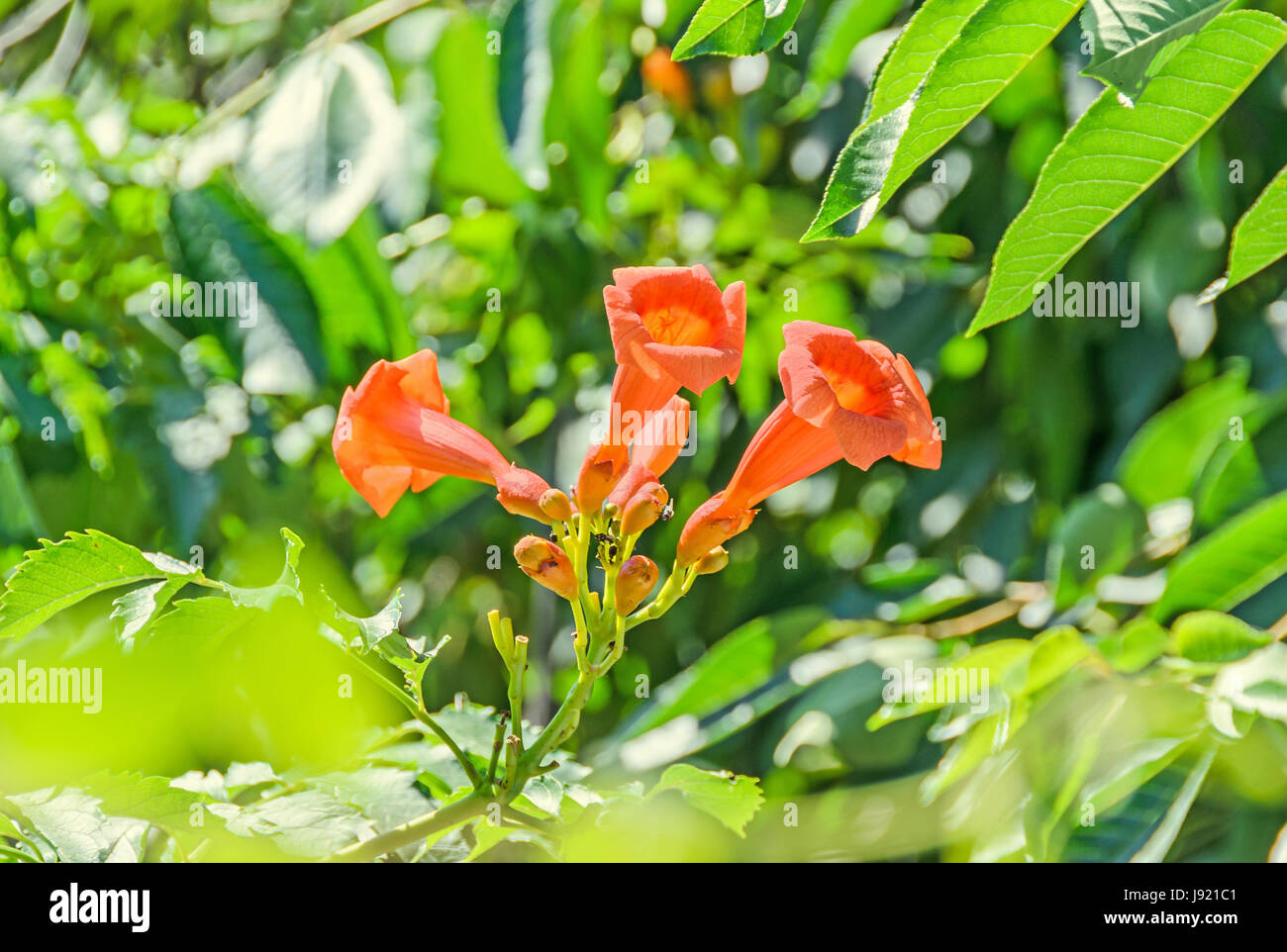 Rosso, arancione Campsis radicans fiori, vitigno a campana o a tromba superriduttore, noto anche come il prurito di vacca della vigna, hummingbird vine o 'Luleaua turcului'. Foto Stock