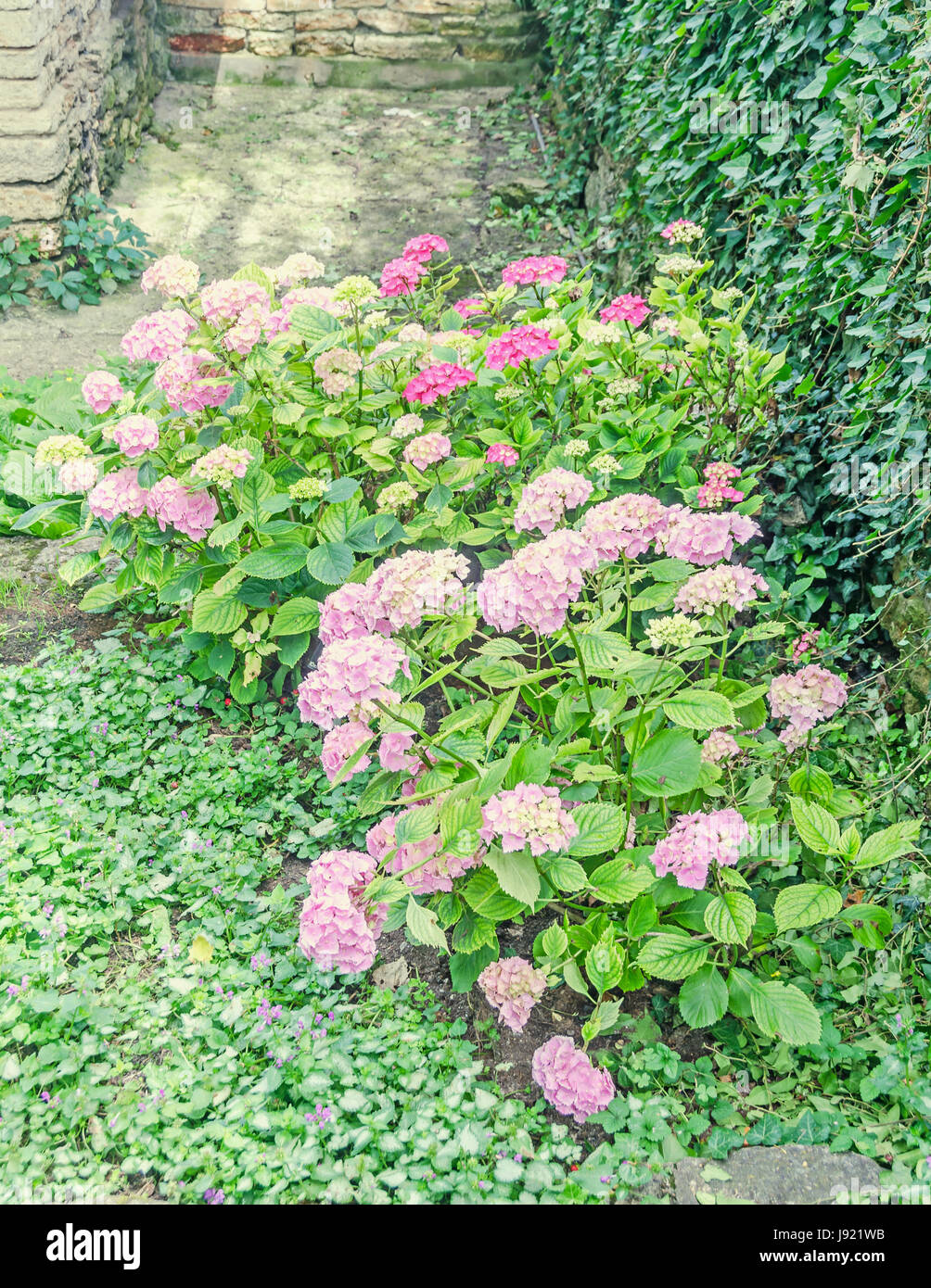 Ortensia rosa fiori di bush, nomi comuni o hydrangea hortensia, erba verde. Foto Stock